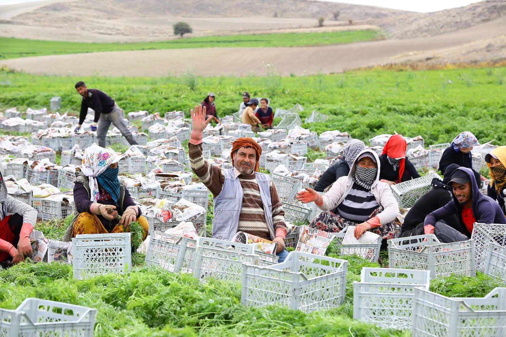 Türkiye'nin sebze ambarı Beypazarı'nda kış havucu hasadı başladı - Başkent - Ankara'nın Gazetesi