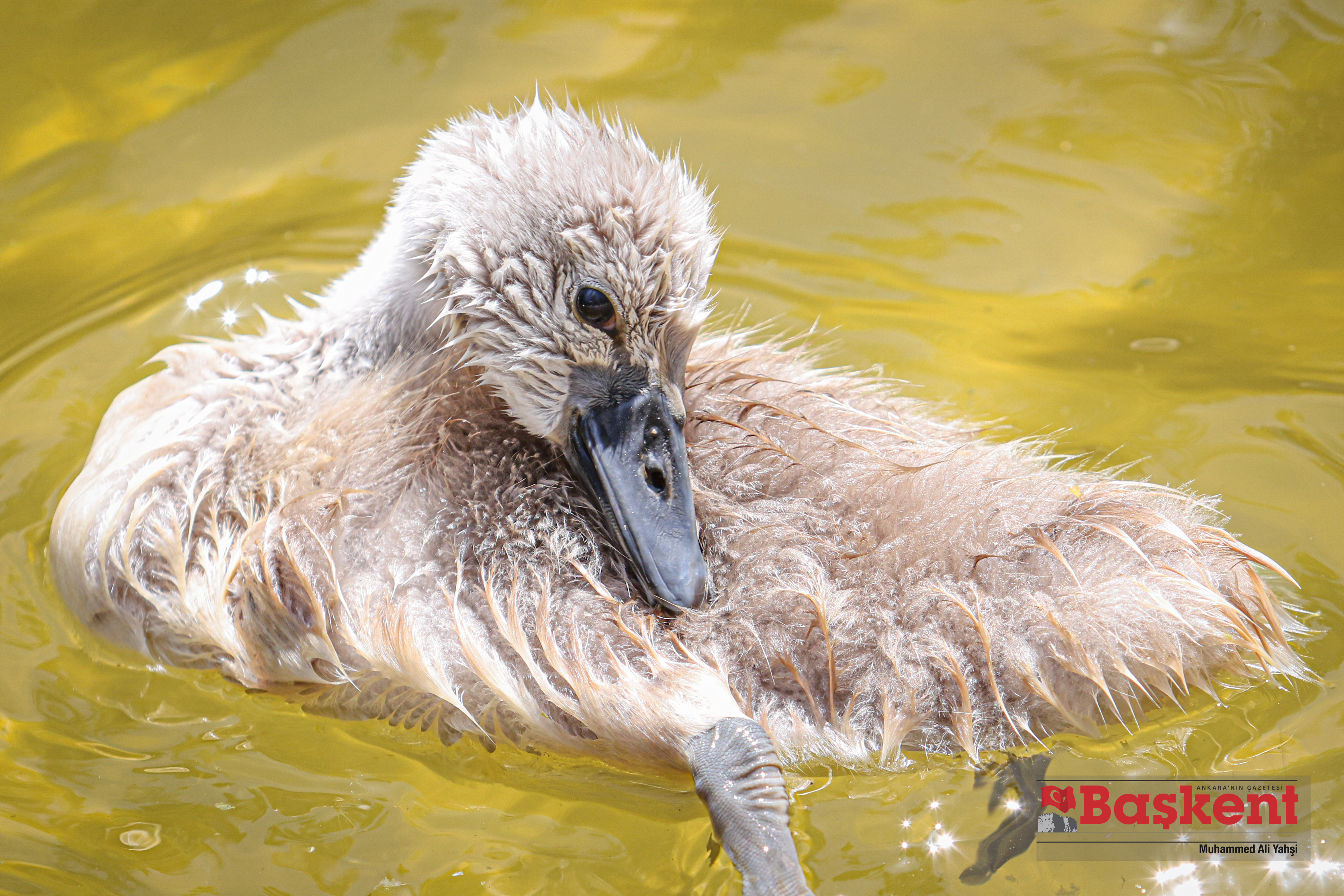 Kuğulu Park'ın yeni üyesi Parla