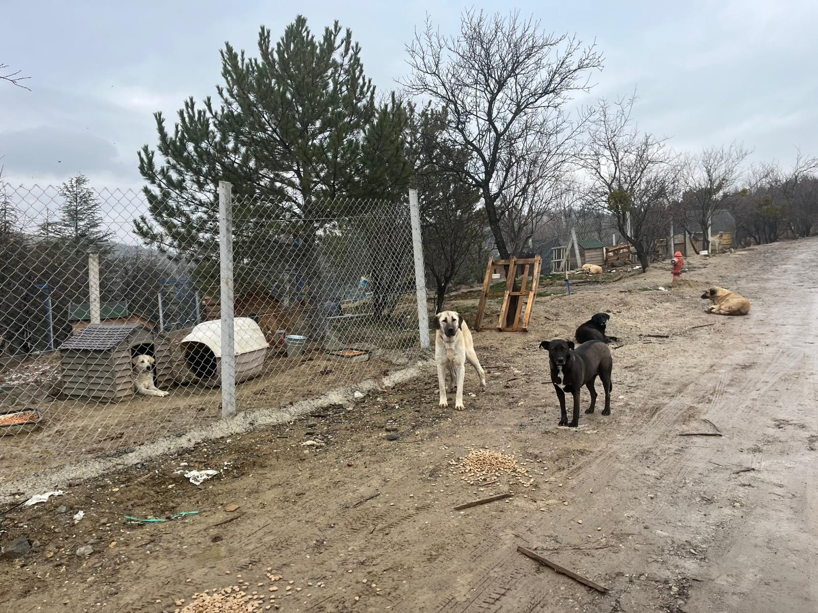 B A R I N A K T A C O P P O S E T L E R I N D E K I O L U K O P E K L E 1081356 320967