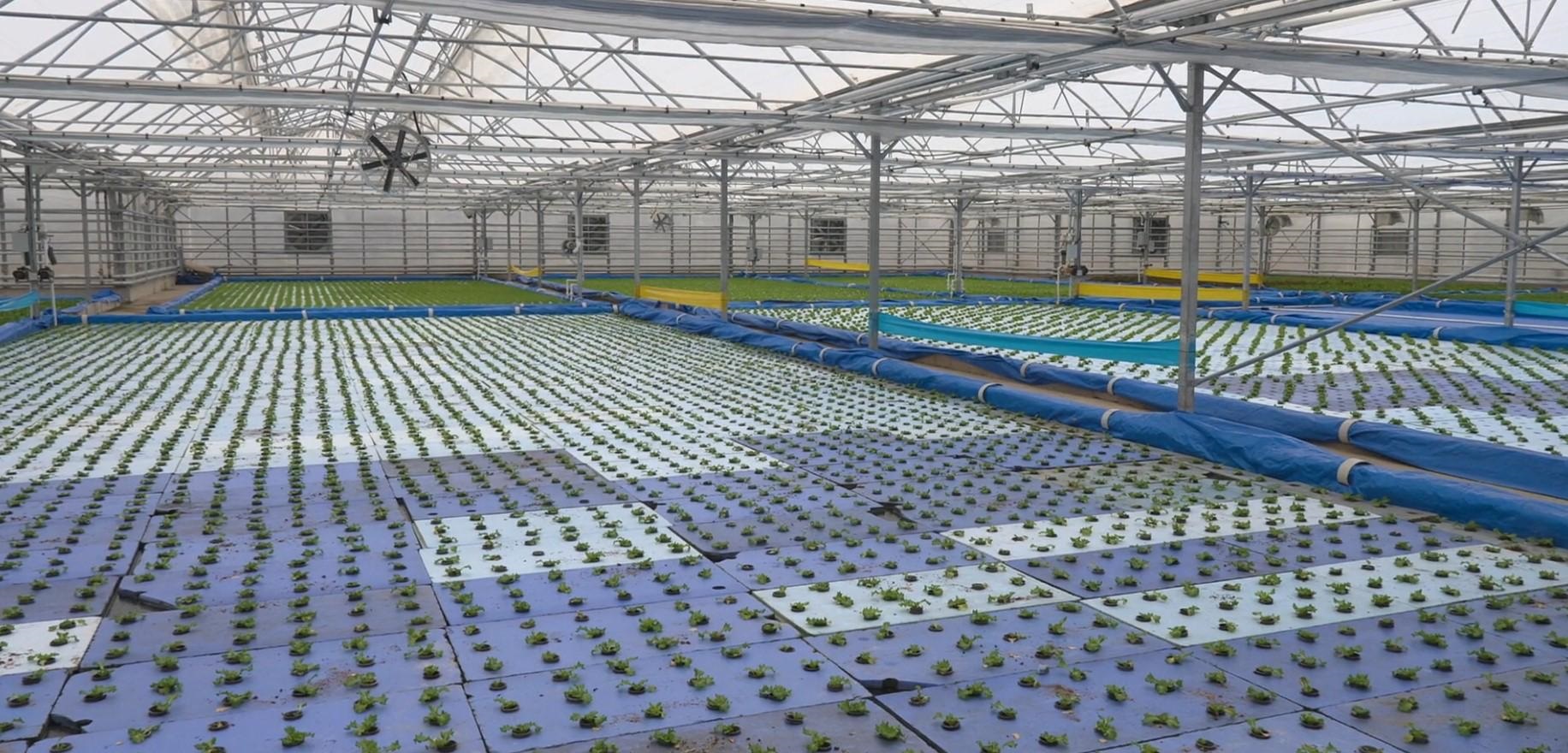 H A Y M A N A D A S E R A L A R D A T E R M A L S U D E S T E K L I 1080003 320546