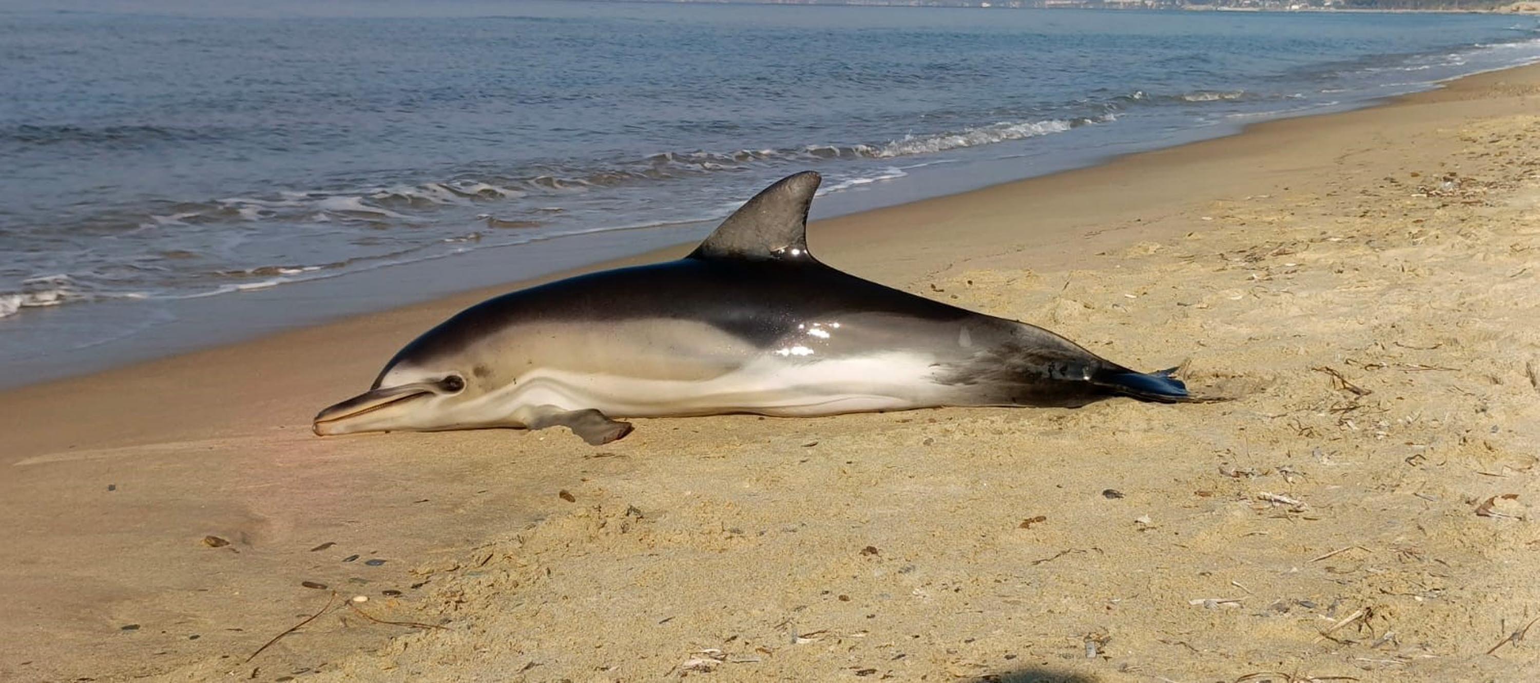 K U S A D A S I N D A S A H I L E O L U Y U N U S V U R D U 1077003 319543