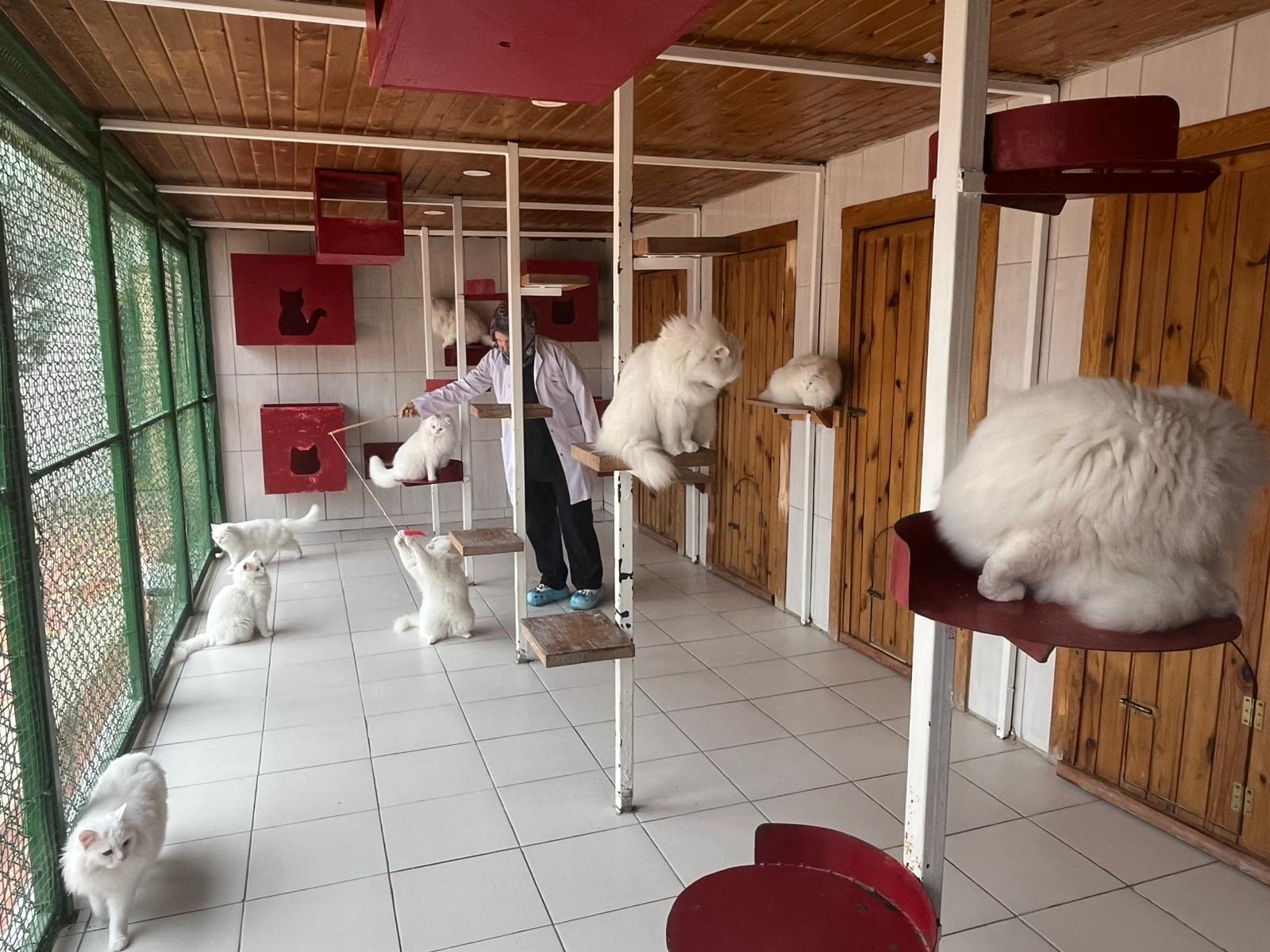 A N K A R A K E D I S I N I Y A S A T A N M E R K E Z D E N 700 E 1142896 339353