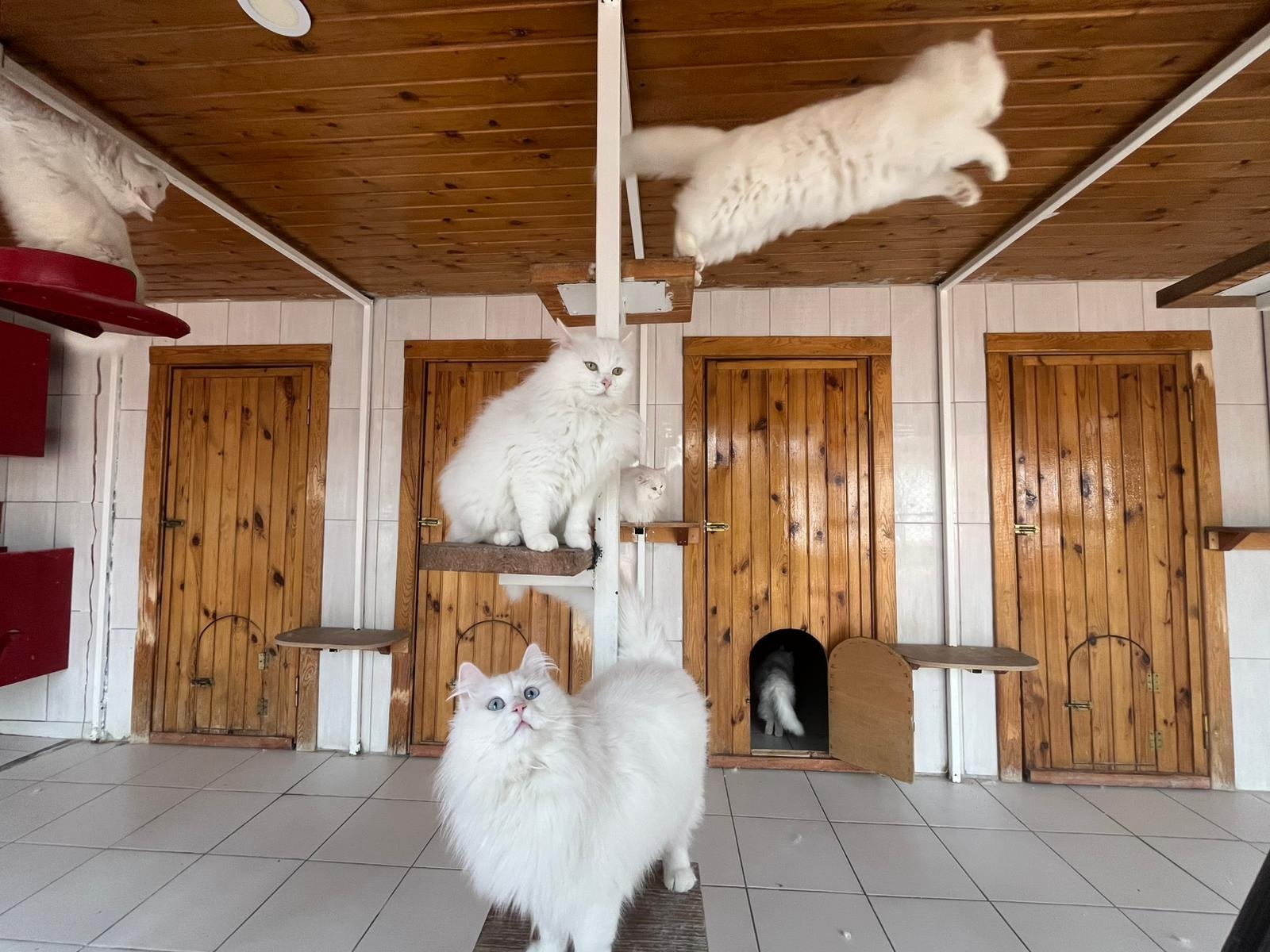 A N K A R A K E D I S I N I Y A S A T A N M E R K E Z D E N 700 E 1142897 339353