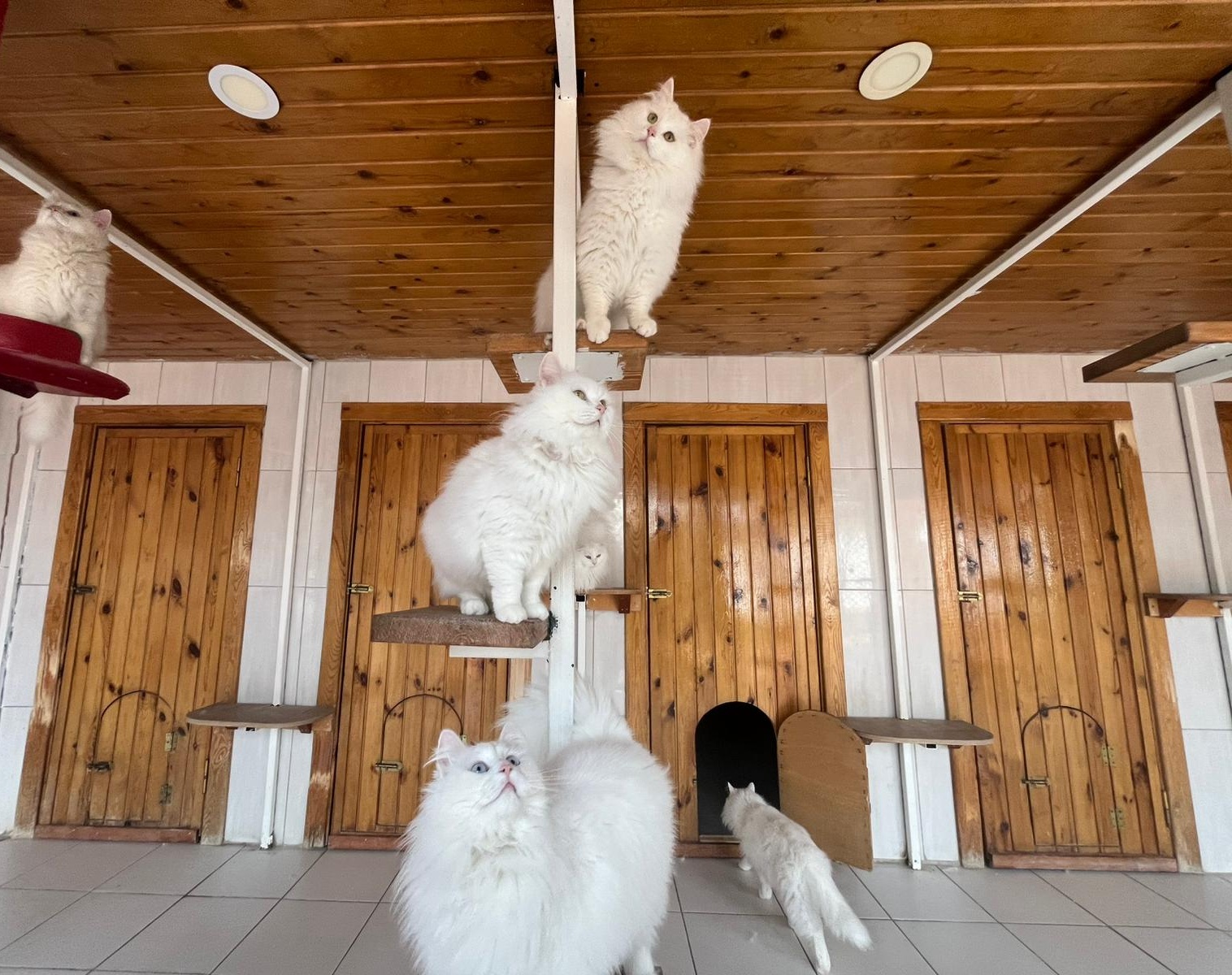 A N K A R A K E D I S I N I Y A S A T A N M E R K E Z D E N 700 E 1142898 339353