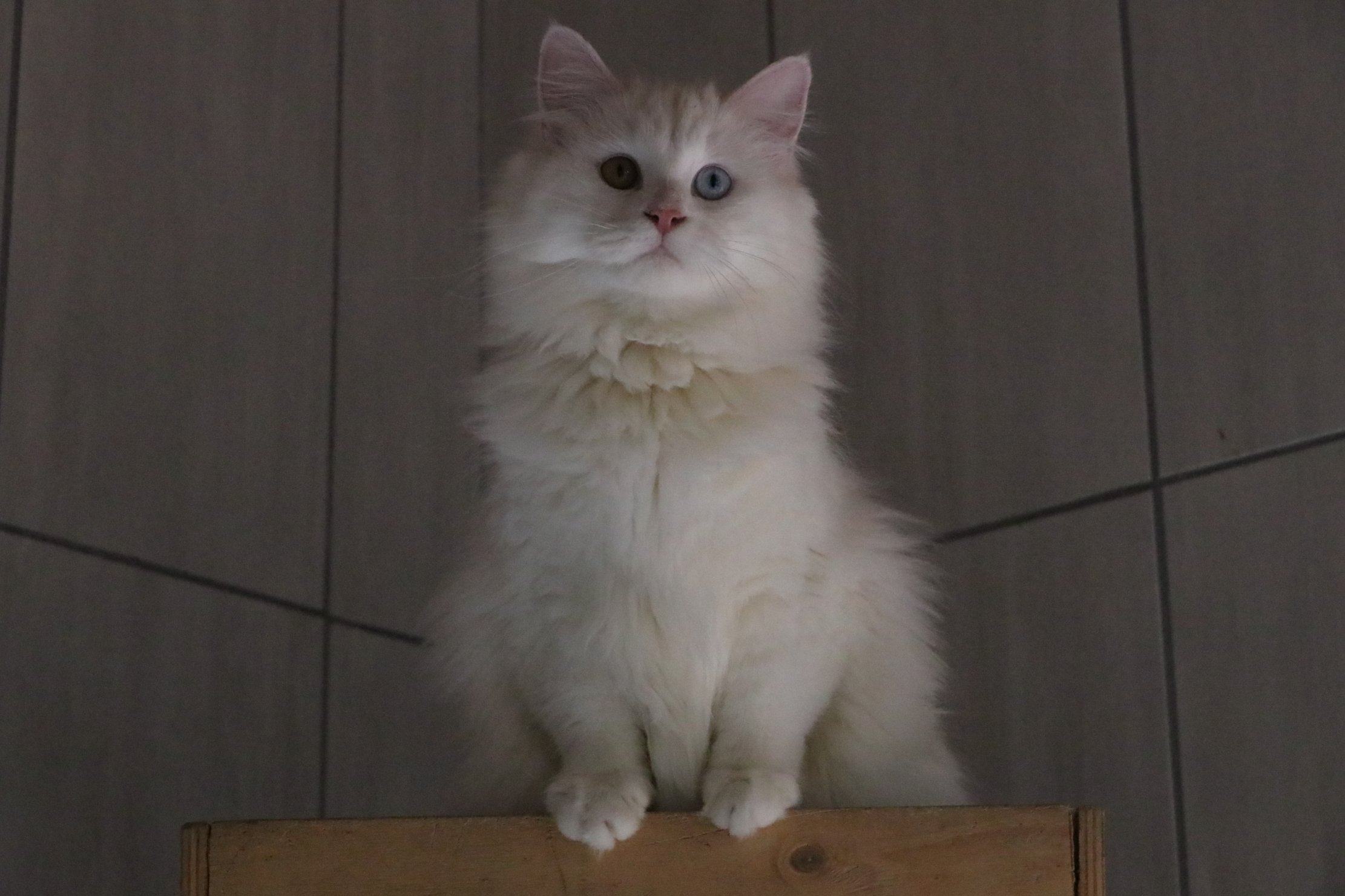 A N K A R A K E D I S I N I Y A S A T A N M E R K E Z D E N 700 E 1142901 339353