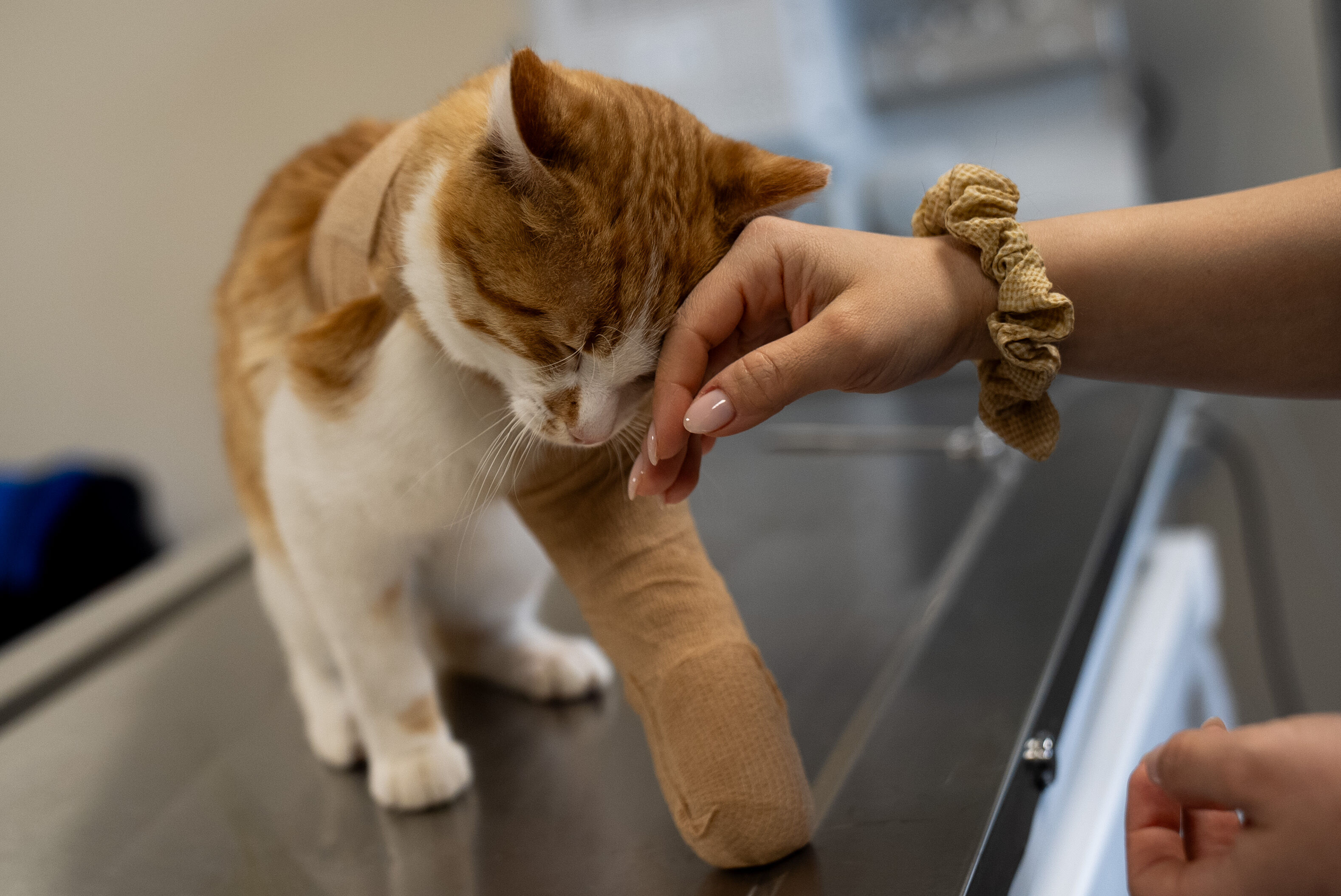 A A 20260404 41010160 41010157 Y A R A L I B U L U N A N E S E K G A R I P T E D A V I N I N A R D I N D A N B A K I M M E R K E Z I N I N M A S K O T U O L D U