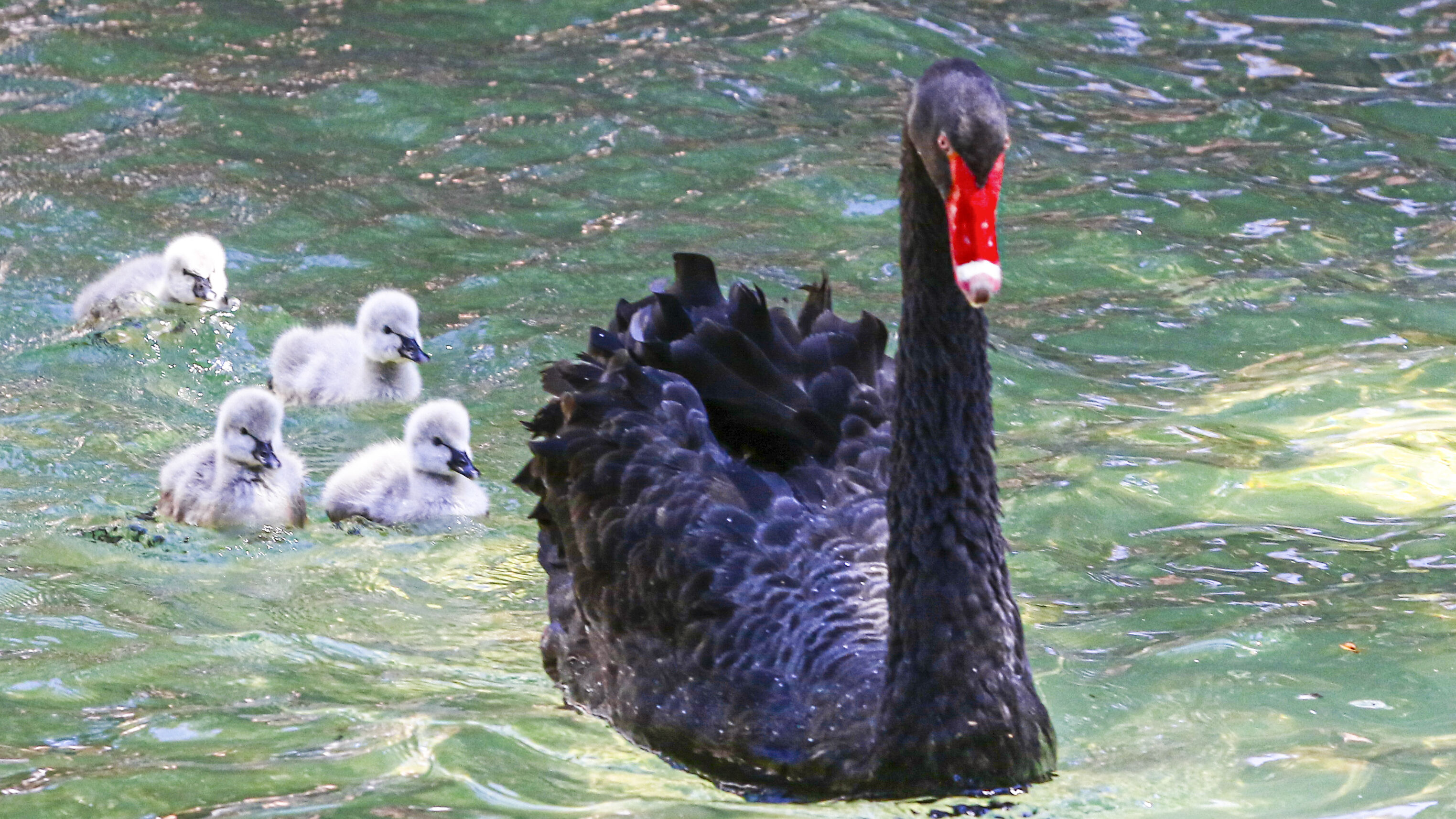 Kuğulu Park ailesi büyümeye devam ediyor