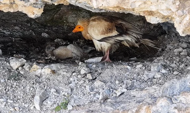 Cehennem Deresi Kanyonu'nda akbaba ailesi dron kamerasında