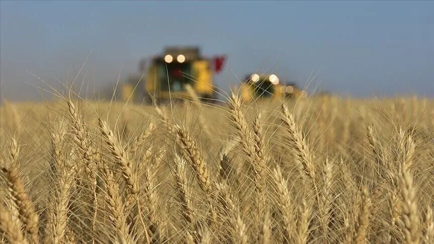 Karadeniz'de jeopolitik risklerin yumuşaması buğday fiyatlarındaki yükselişi frenledi