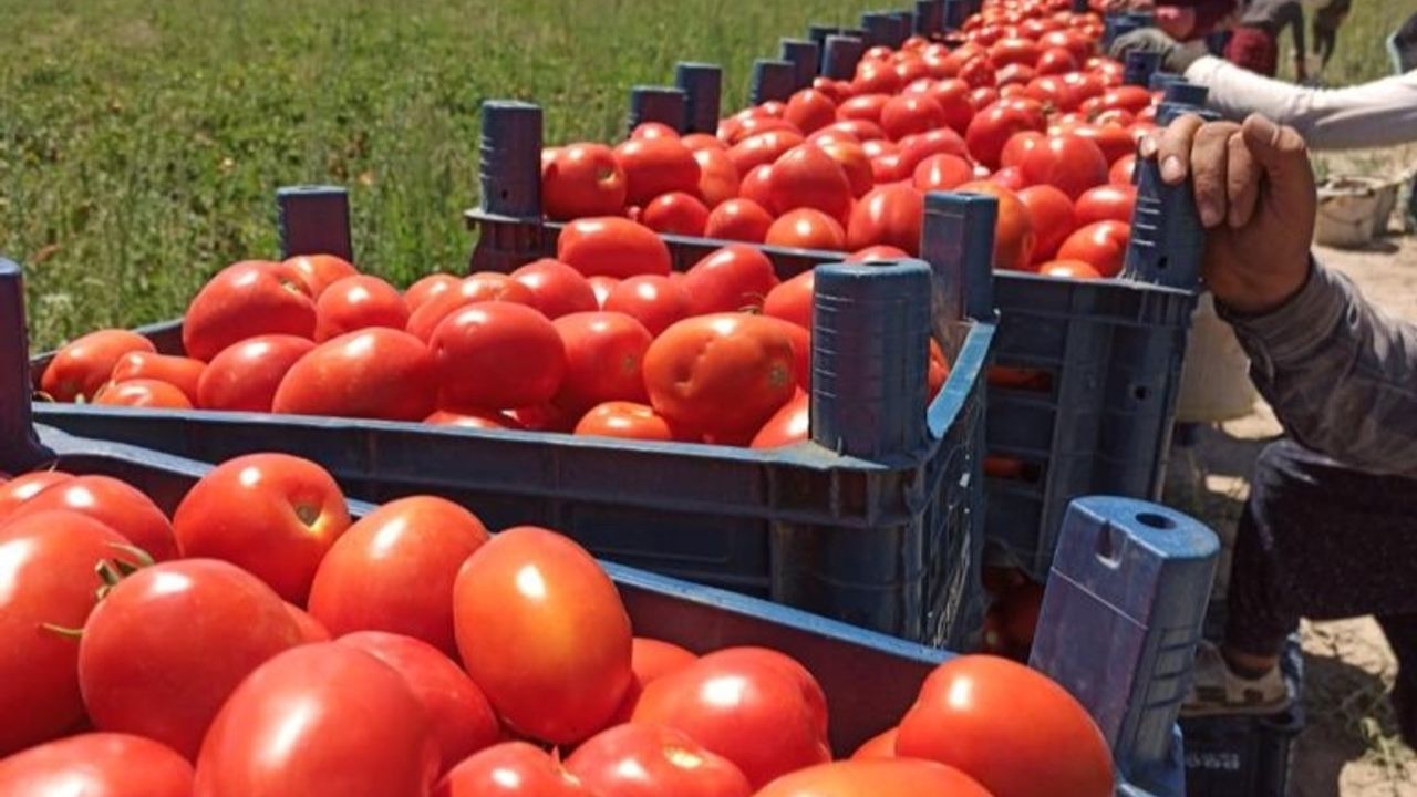 Tarım Kredi 85 bin ton salçalık domates alımına başladı - Başkent -  Ankara'nın Gazetesi