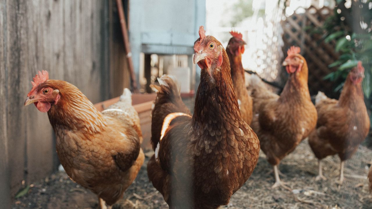 Tavuk yumurtası üretimi kasım ayında azaldı