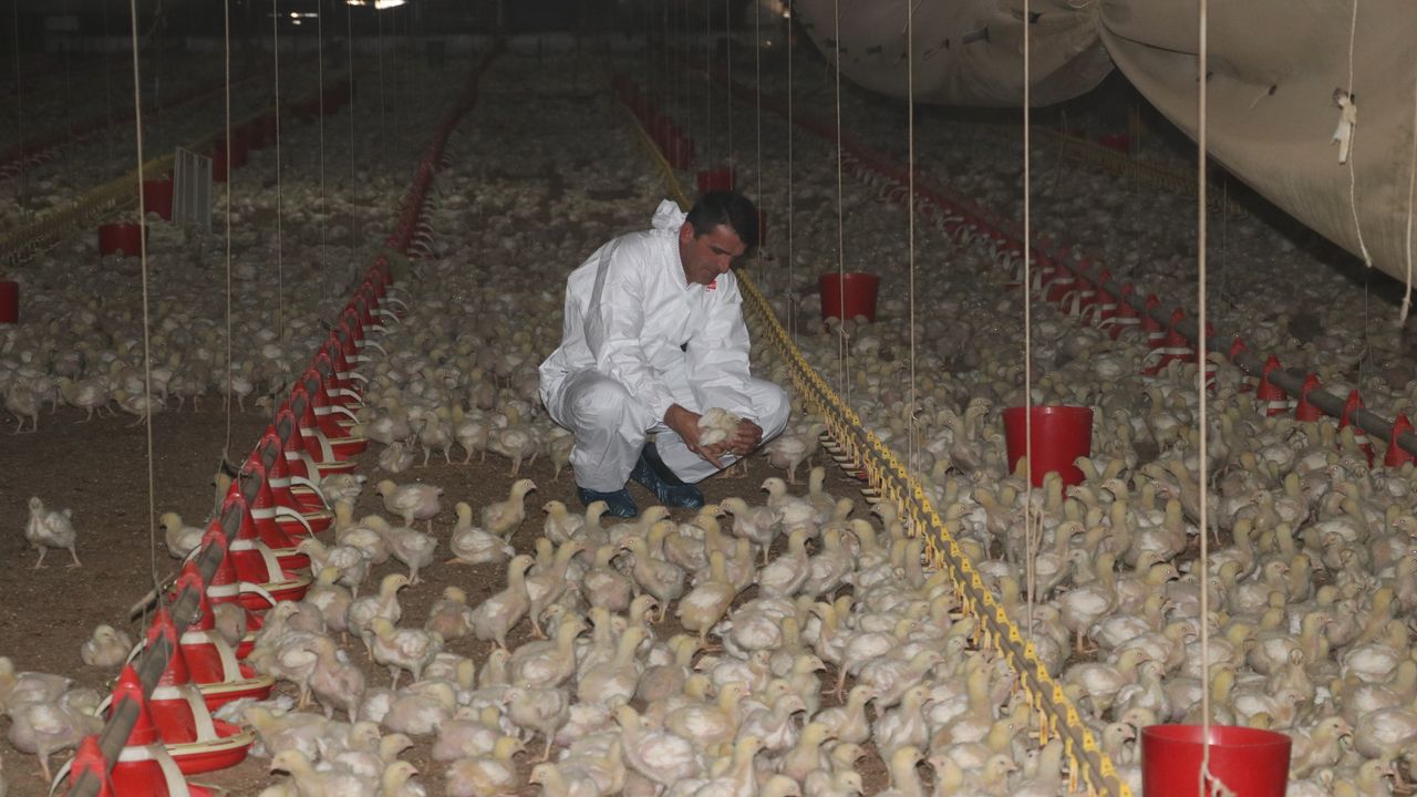 Devlet desteğiyle kurduğu çiftlikte Et ve Süt Kurumuna tavuk sağlıyor