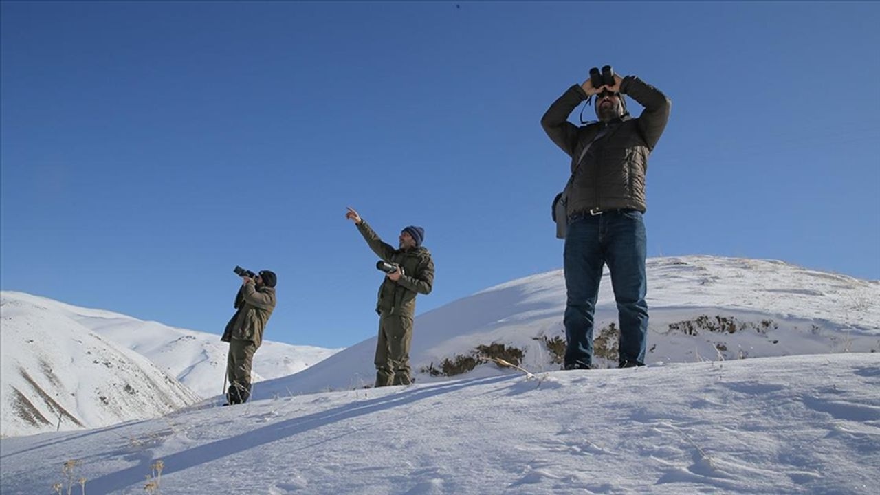 "Doğanın bekçileri" karlı dağlarda yaban hayatını korumaya çalışıyor