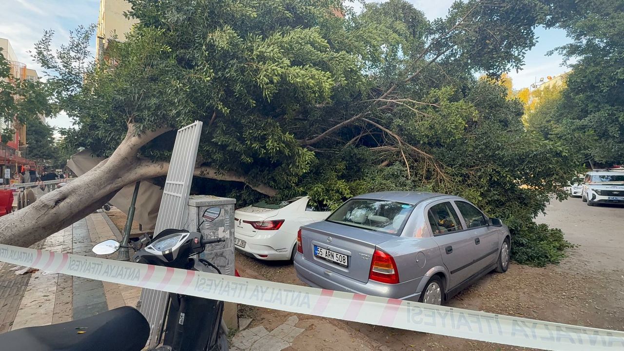 Antalya’da ağaç 5 otomobilin üzerine devrlidi