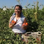 Eczanede başlayan mesaisi tarlada bitiyor