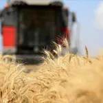 Küresel gıda fiyatları 3,5 yılın zirvesinde