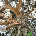 İstanbul'un asırlık ağaçları rölöve planlarıyla korunuyor