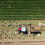 Çiftçilere tarımsal destekleme ödemeleri yapılıyor