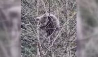 Ağaçta mahsur kalan ayı yavrusunu orman işçileri kurtardı