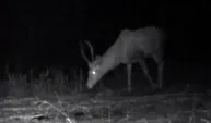 Bolu'da yaban hayatı fotokapanlarda