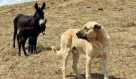 'Kral', yine yalnız bırakmadı