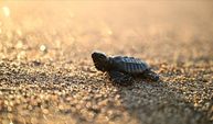 Antalya'da caretta caretta yavruları denizle buluştu