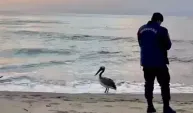 Bartın sahilinde pelikan görüldü