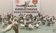 Yurda kaçak sokulan 85 'Cancan' güvercini ele geçirildi