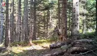 Bolu ormanlarındaki yaban hayvanları fotokapanla görüntülendi