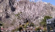 Amasya’da çiçek açan ağaçlar görsel şölen oluşturdu
