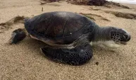 Kuşadası’nda 4 deniz kaplumbağası daha ölü bulundu