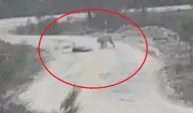 Vaşak, yaralı karacayı yerken görüntülendi