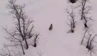 Tunceli'de karlı dağlarda gezinen vaşak, dronla görüntülendi