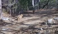 Ormanda dolaşan çakallar fotokapanla görüntülendi
