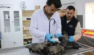 Yangında kurtarılan 6 yavru köpek tedaviye alındı