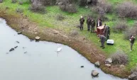 Ankara’da tedavi edilen kuğu, Edirne’de doğaya bırakıldı