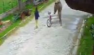 vinin önünde oynayan çocuğa eşek saldırdı; o anlar kamerada