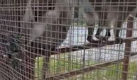 Özel havuzda ele geçirilen 3 örümcek maymunu koruma altına alındı