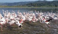 Taşan Menderes, buğday tarlalarını sular altında bıraktı; flamingolar akın etti