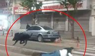 3 kişiyi yaralayan yaban domuzu sürücüler kornaya basınca daha çok saldırganlaşmış