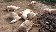 Aydın'da kurtların saldırısında 12 koyun öldü