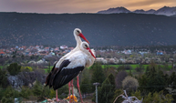 Leylekler Vadisi'nin konukları kuluçka döneminde birbirlerine destek oluyor