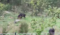 Ağlasun’da yaban domuzları mahalleye indi