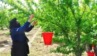 Manisa'nın 'dumanlı papaz eriğinde' hasat başladı