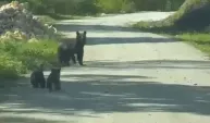 Yola inen bozayı ile 2 yavrusu görüntülendi
