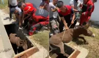 Havalandırma boşluğuna düşen eşek, kurtarıldı