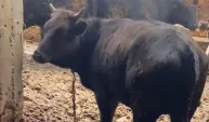 İpinden kurtulan boğanın etrafındakilere saldırısı kamerada