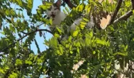 Ağaçta mahsur kalan kedi kurtarıldı