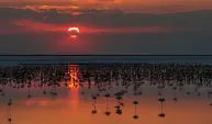Tuz Gölü’nde son 5 yılın en yüksek flamingo yavrusu sayısına ulaşıldı