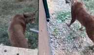 Hamzabeyli Sınır Kapısı'nda 2 vaşak ile 2 Serval kedisi ele geçirildi